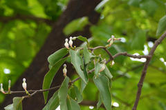 Macrosolen capitellatus